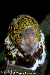 A morray eel, captured at Manado, Indonesia, about 15 met... by Teguh Tirtaputra 